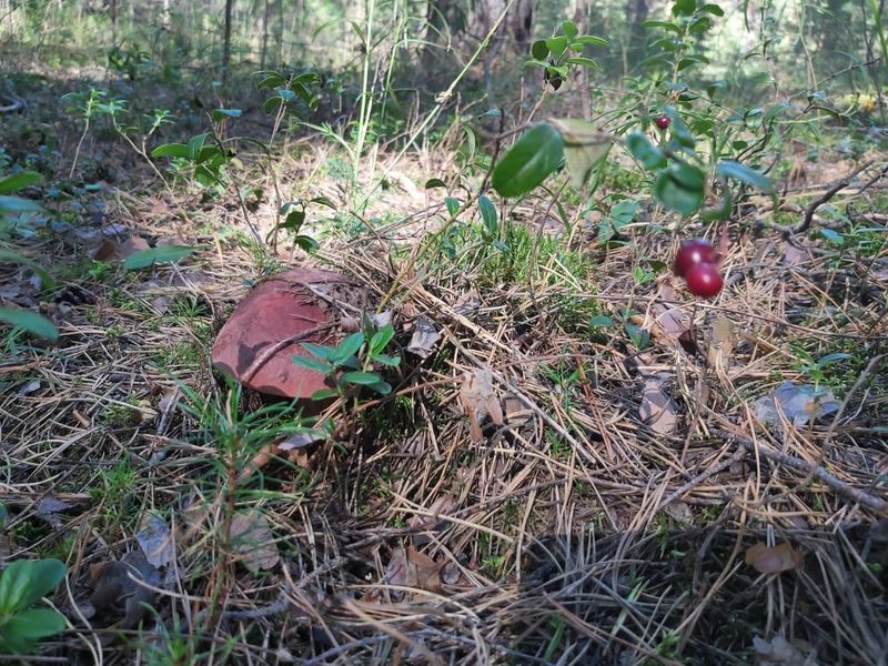 Фото «Вывозят вёдрами»: новосибирцы хвастаются богатым урожаем грибов 11